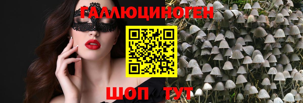 Псилоцибиновые грибы Psilocybine cubensis Лениногорск
